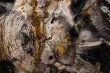 Awe-Inspiring, Oregon Petrified Wood (White Pine) Table #227319-5